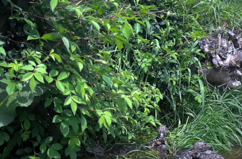 优威红外相机捕捉珍稀扬子鳄“全家福”，见证自然生态和谐画卷