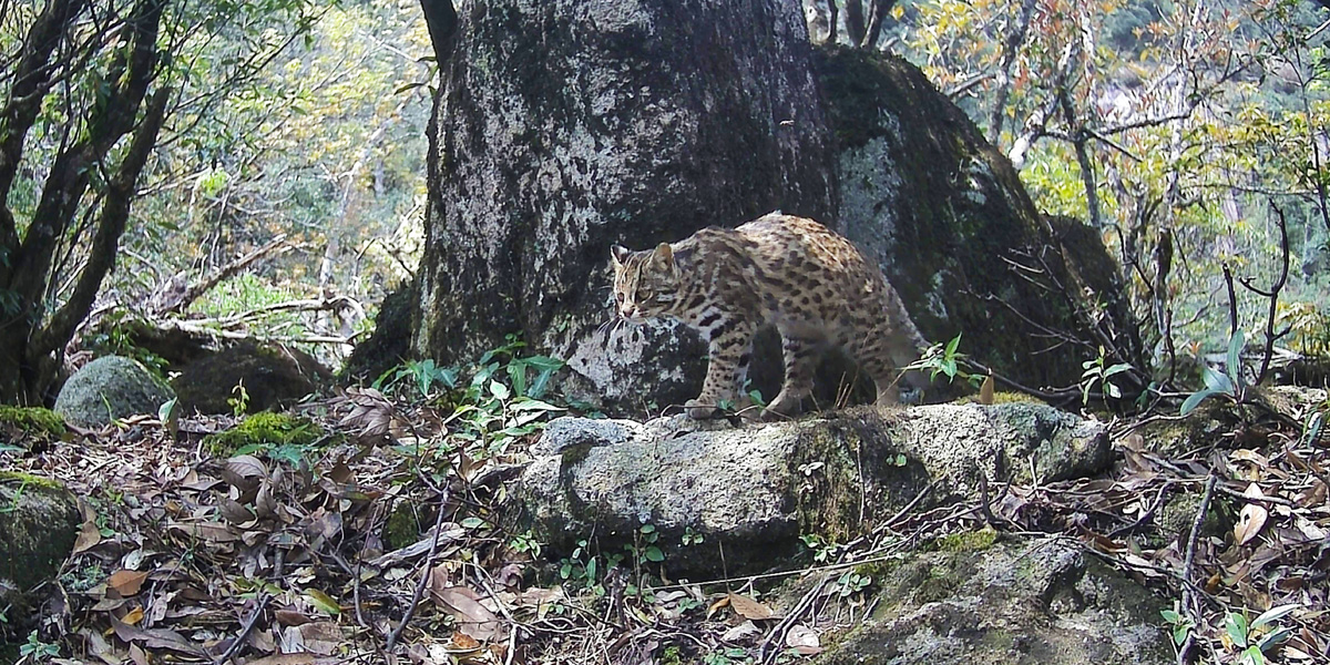 豹猫