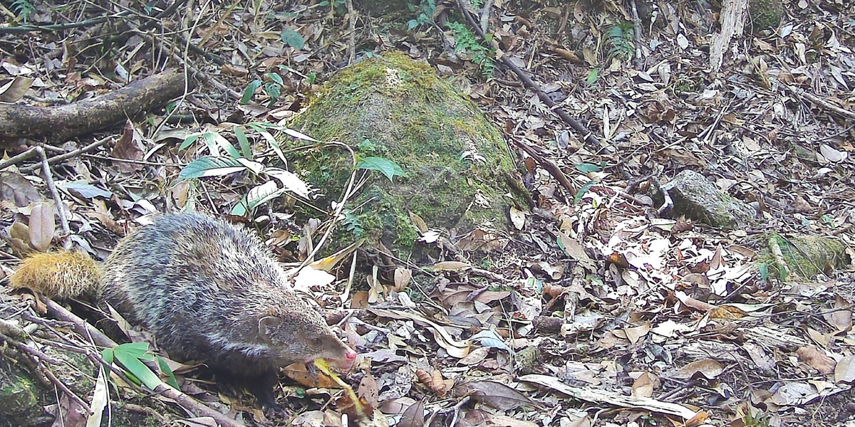 食蟹獴