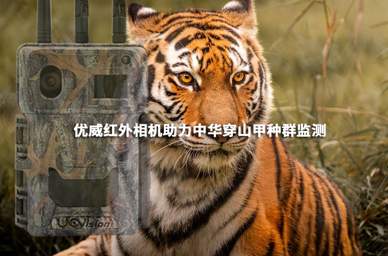  优威红外相机助力中华穿山甲种群监测