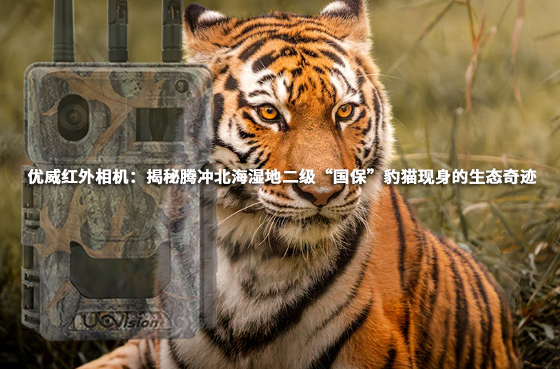 优威红外相机：揭秘腾冲北海湿地二级“国保”豹猫现身的生态奇迹